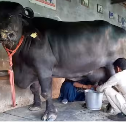 Best Milk in India 2026 – Compare pure, organic & A2 milk brands, nutrition facts, health benefits, prices and the best milk for kids & family.